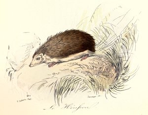 Ilustracja z książki "Complete Works of Buffon": Les animaux: Le herisson (rycina) autorstwa Unknown artist