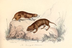 Ilustracja z książki "Complete Works of Buffon": Les animaux: Le leming et le scherman (rycina) autorstwa Unknown artist