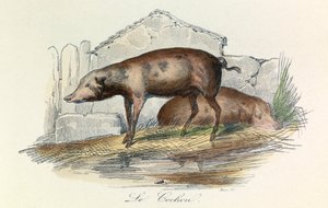 Ilustracja z książki "Complete Works of Buffon": Les animaux: Le pichon (rycina) autorstwa Unknown artist