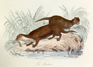 Ilustracja z książki "Complete Works of Buffon": Les animaux: Les ottres (rycina) autorstwa Unknown artist