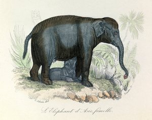 Ilustracja samicy słonia azjatyckiego z książki Buffona, sklasyfikowana przez Linneusza i Cuviera (rycina) autorstwa Unknown artist