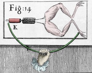 Ilustracja eksperymentów Luigiego Galvani, włoskiego fizyka i lekarza (1737 - 1798) wyjaśniających przepływ prądu elektrycznego poruszającego nogami żaby. autorstwa Unknown artist