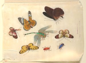 Owady autorstwa Unknown artist