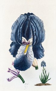 Iris autorstwa Unknown artist