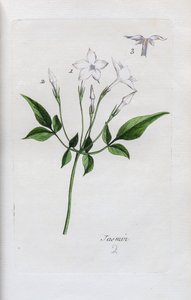 Jasmine autorstwa Unknown artist