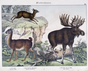 Lama, łoś (łoś) - w „„Historie naturalne ssaków””, wyd. Schreiber autorstwa Unknown artist