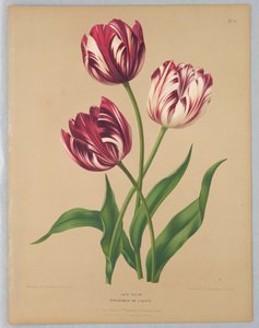 Późne Tulipany / Bybloemen lub Fiołki autorstwa Unknown artist