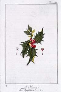 Ostrokrzew (Ilex Aquifolium) - w „Ćwiczeniach z botaniki na użytek handlowców”, napisanym przez J.C. Philiberta, Imprimerie de Crapelet, Paryż autorstwa Unknown artist
