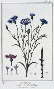 Chaber bławatek (Centaurea Cyanus) - w „Ćwiczeniach z botaniki na użytek handlowców”, napisanym przez J.C. Philiberta, Imprimerie de Crapelet, Paryż autorstwa Unknown artist