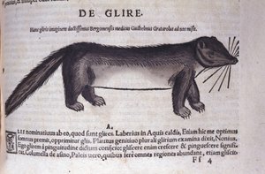 Le loir w Historia Animalium Conrada Gesnera (1516-1565), Tiguri autorstwa Unknown artist