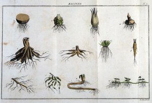 Les Roots: in „” Flora Françoise, czyli krótki opis wszystkich roślin naturalnie rosnących we Francji, ułożony według nowej metody analizy, do której dołączamy przytoczenie ich najmniej dwuznacznych cnót w medycynie i ich użyteczności w t. autorstwa Unknown artist