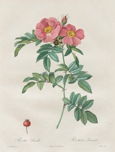 Róże: Rosa Lucida autorstwa Unknown artist