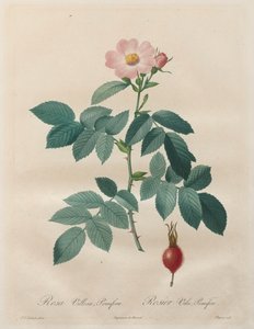 Les Roses: Rosa villosa, pomifera autorstwa Unknown artist