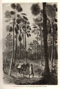 Karawana porucznika Maga zmierza w kierunku Nigru i przecina las olbrzymich palm w prowincji Damfa w Mali. Grawer ilustrujący wyprawę do Sudanu Zachodniego porucznika (marynarki) M.Mage, w latach 1863-1866, opublikowany w „Le tour du monde, nouve autorstwa Unknown artist