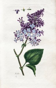Liliowy autorstwa Unknown artist