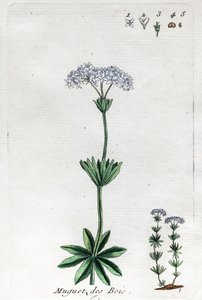 Lily of the Valley lub Sweet Woodruff autorstwa Unknown artist