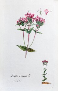 Little Centaury autorstwa Unknown artist