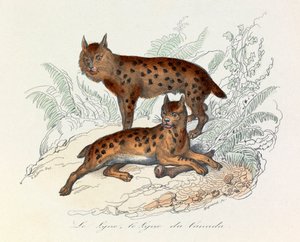 Ryś i ryś kanadyjski, dwa ssaki czworonożne, sklasyfikowane przez Linneusza i Cuviera (rycina) autorstwa Unknown artist