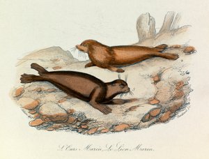 Niedźwiedź i lew morski sklasyfikowane według nomenklatury Linneusza i klasyfikacji Cuviera (rycina) autorstwa Unknown artist