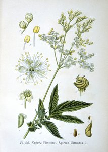 Meadowsweet autorstwa Unknown artist