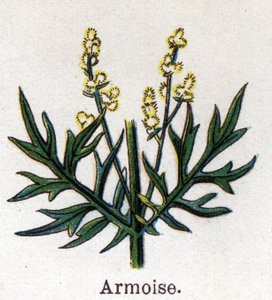 Rośliny lecznicze i spożywcze: bylicy. Grawer w „La medicine naturelle” Friedricha Eduarda Bilza (1842-1922) autorstwa Unknown artist