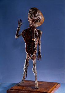 Medycyna: figurka ze skórki. XVIII-wieczna kolekcja prywatna autorstwa Unknown artist
