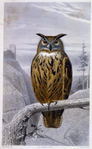 Talerz historii naturalnej: Sowa: Wielki Książę (Wielki Książę) - w „Dziełach Buffona”, T.5, wyd. Fume Jouvet & Cie autorstwa Unknown artist