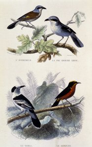 Tablica historii naturalnej: Ptaki: ecorcheur, szare ciasto greche, vanga i gonolek - w „Dziełach Buffona”, T.5, wyd. Palenie Jouvet & Cie autorstwa Unknown artist