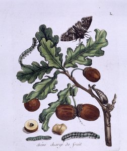 Owoce dębu: żołędzie, motyle i gąsienice autorstwa Unknown artist