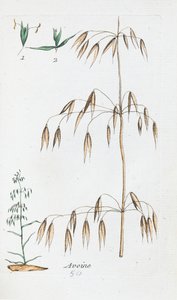 Owies autorstwa Unknown artist