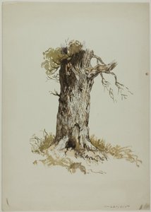 Pień starego drzewa (recto); Pień starego drzewa (verso) autorstwa Unknown artist