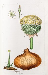 Cebula autorstwa Unknown artist