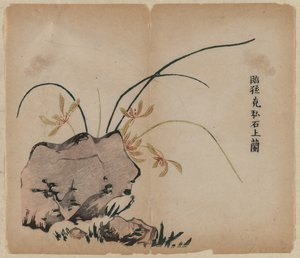 Orchidea na skałach autorstwa Unknown artist