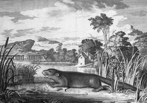 Wydra - grawer autorstwa Unknown artist