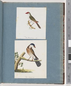 Strona 105. Dziwonia czerwonobrewy. 106. Niezidentyfikowany ptak autorstwa Unknown artist