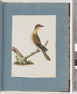 Strona 109. Niezidentyfikowany ptak autorstwa Unknown artist