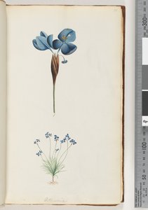 Strona 10. Pattersonia autorstwa Unknown artist