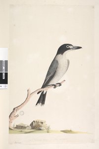 Strona 10. Vanga. na dole pośrodku w innej ręce Naturalnej wielkości, tęczówka wątpliwa Samiec drapieżnika szarego Cracticus torquatus, 1791-92 autorstwa Unknown artist