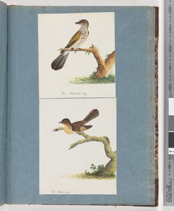 Strona 111. Niezidentyfikowany ptak. 112. Niezidentyfikowany ptak. autorstwa Unknown artist