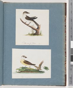 Strona 121. Niezidentyfikowany ptak. 122. Niezidentyfikowany ptak autorstwa Unknown artist