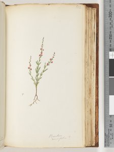 Strona 122. Prawdopodobnie Baeckea densifolia autorstwa Unknown artist