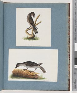 Strona 123. Niezidentyfikowany ptak. 124. Niezidentyfikowany ptak autorstwa Unknown artist
