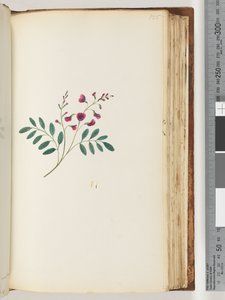 Strona 125. Niezidentyfikowana roślina autorstwa Unknown artist