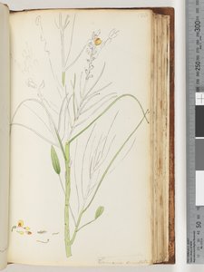 Strona 126. Niedokończony rysunek Viminaria denudata autorstwa Unknown artist