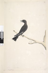 Strona 12. Ocypter. powyższy tytuł w innej ręce Kwiecień, rozmiar naturalny Lasek Ciemny, Jaskółka Artamus cyanopterus, 1791-92 autorstwa Unknown artist
