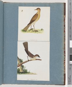 Strona 131. Niezidentyfikowany ptak. 132. Niezidentyfikowany ptak autorstwa Unknown artist