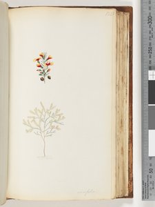 Strona 132. Ericifolia autorstwa Unknown artist