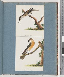 Strona 133. Niezidentyfikowany ptak. 134. Niezidentyfikowany ptak autorstwa Unknown artist