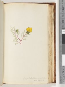 Strona 134. Gompholobium grandiflorum / Exot. Nerw. t. 5 autorstwa Unknown artist