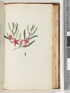 Strona 138. Nienazwana roślina kwitnąca i owad autorstwa Unknown artist
